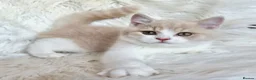 British Shorthair cats for sale: Gorgeous British shorthair kittens  - Advert 1