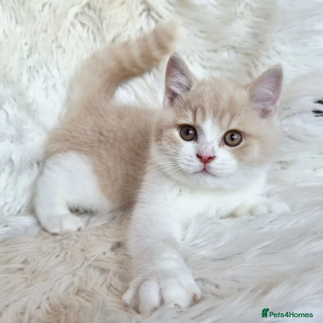 British Shorthair cats for sale: Gorgeous British shorthair kittens  - Advert 1