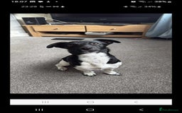 Jack Russell dogs for stud: Stud only 2 year old beau jack russell - Image 1