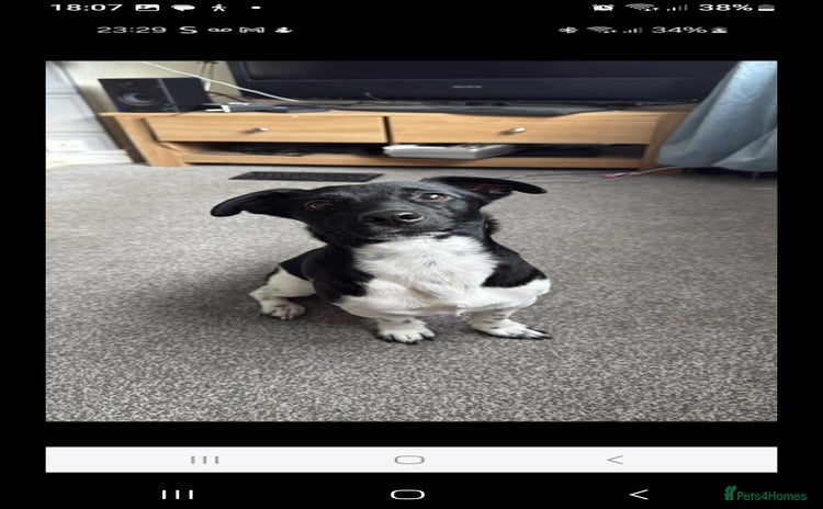 Jack Russell dogs - Advert 4