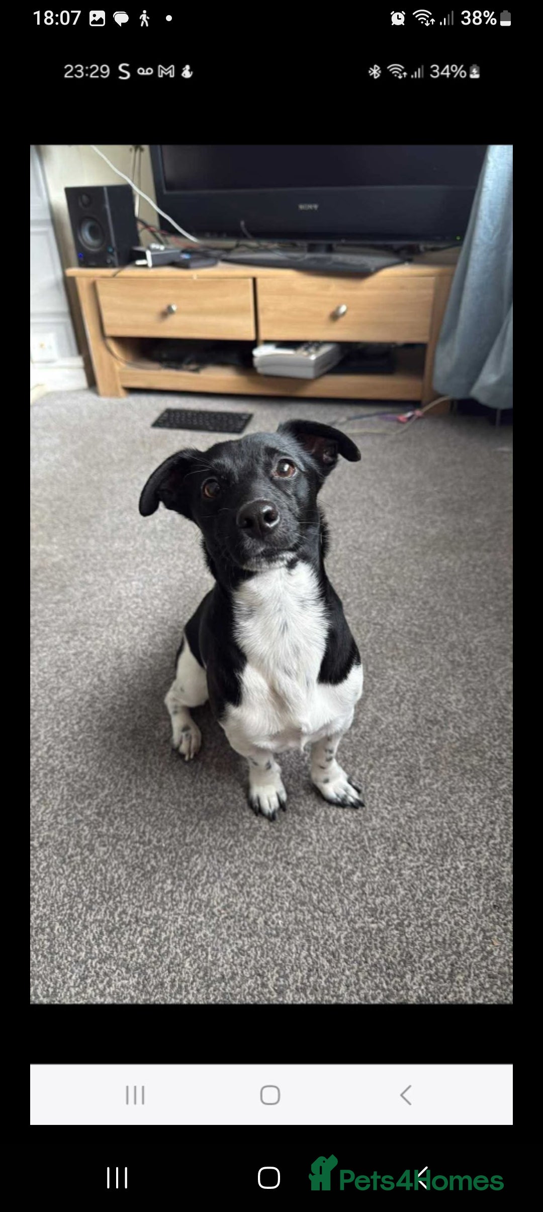 Jack Russell dogs for stud: Stud only 2 year old beau jack russell - Image 1