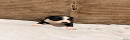 Mixed Breed dogs for sale: 🐾✨ TWO Border Collie x Blue Heeler Pups left ✨🐾 - Advert 10