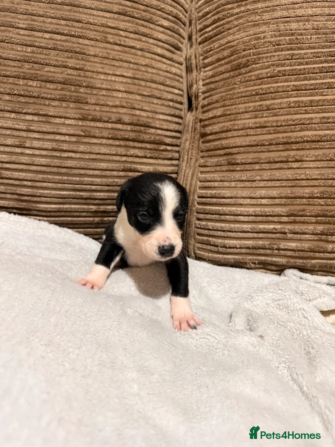Mixed Breed dogs for sale: 🐾✨ TWO Border Collie x Blue Heeler Pups left ✨🐾 - Advert 10