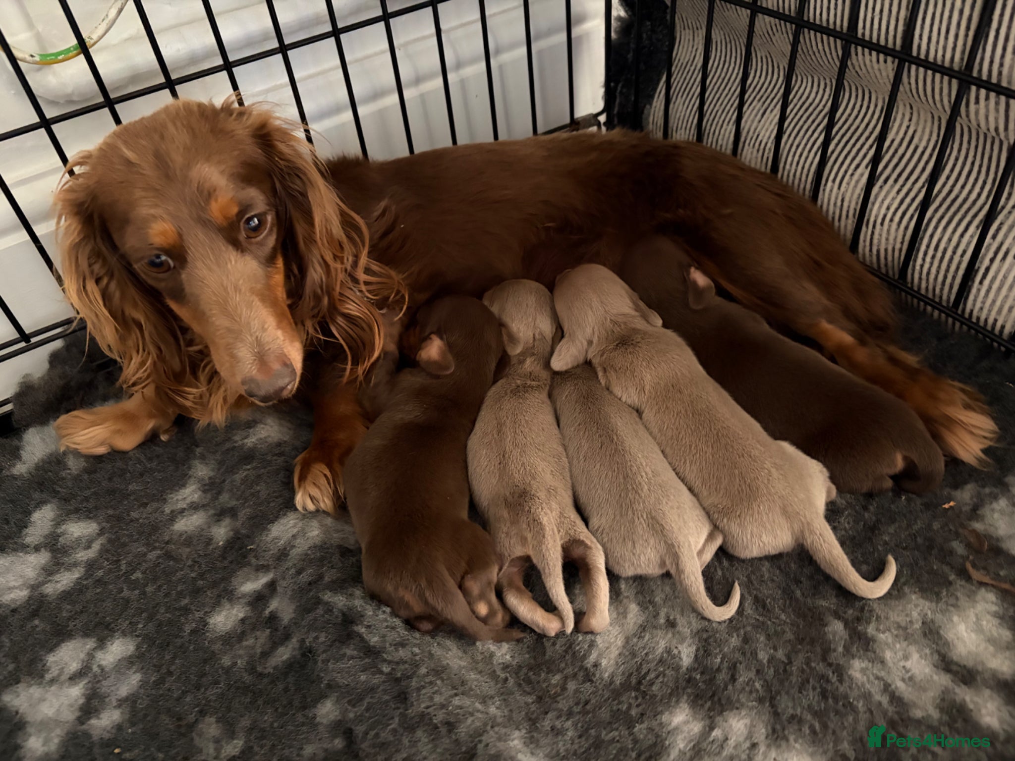 Miniature Dachshund dogs Miniture long haired dachshunds  - Advert 10