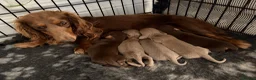 Miniature Dachshund dogs for sale: Miniture long haired dachshunds  in Kidderminster - Advert 1