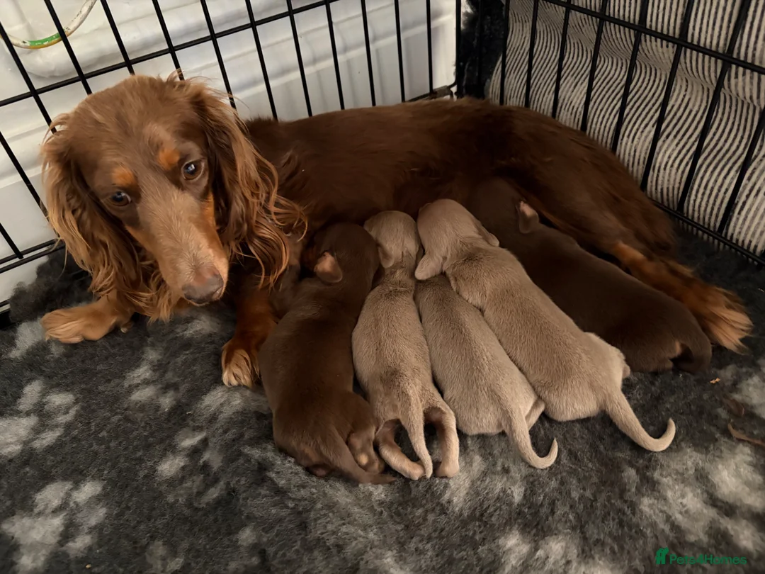 Miniature Dachshund dogs for sale: Miniture long haired dachshunds  in Kidderminster - Advert 1