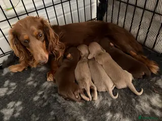 Miniature Dachshund dogs Miniture long haired dachshunds - Advert 13