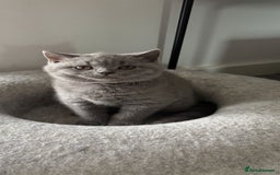 British Shorthair cats for sale: Blue British short hair kittens  in Braintree - Image 2