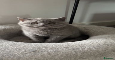 British Shorthair cats in Braintree - Advert 13