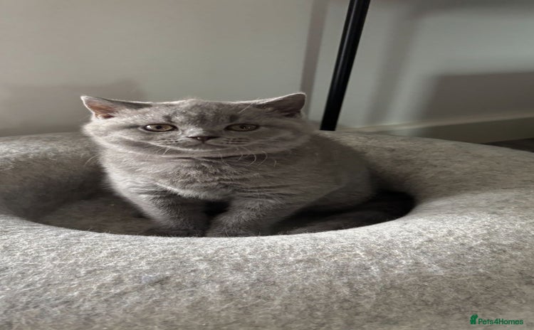 British Shorthair cats in Braintree - Advert 2