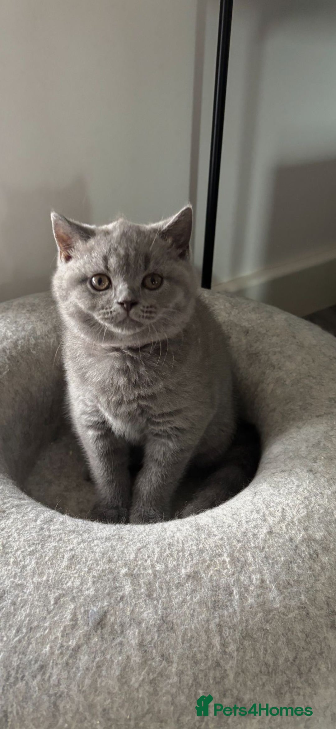 British Shorthair cats for sale: Blue British short hair kittens  in Braintree - Image 2