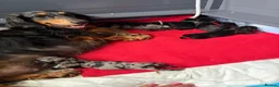 Dachshund dogs for sale: kC Reg, Standard Long Haired Dachshunds  - Advert 14