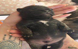 Frug dogs for sale: Two Beautiful F1 Frugs  - Image 8