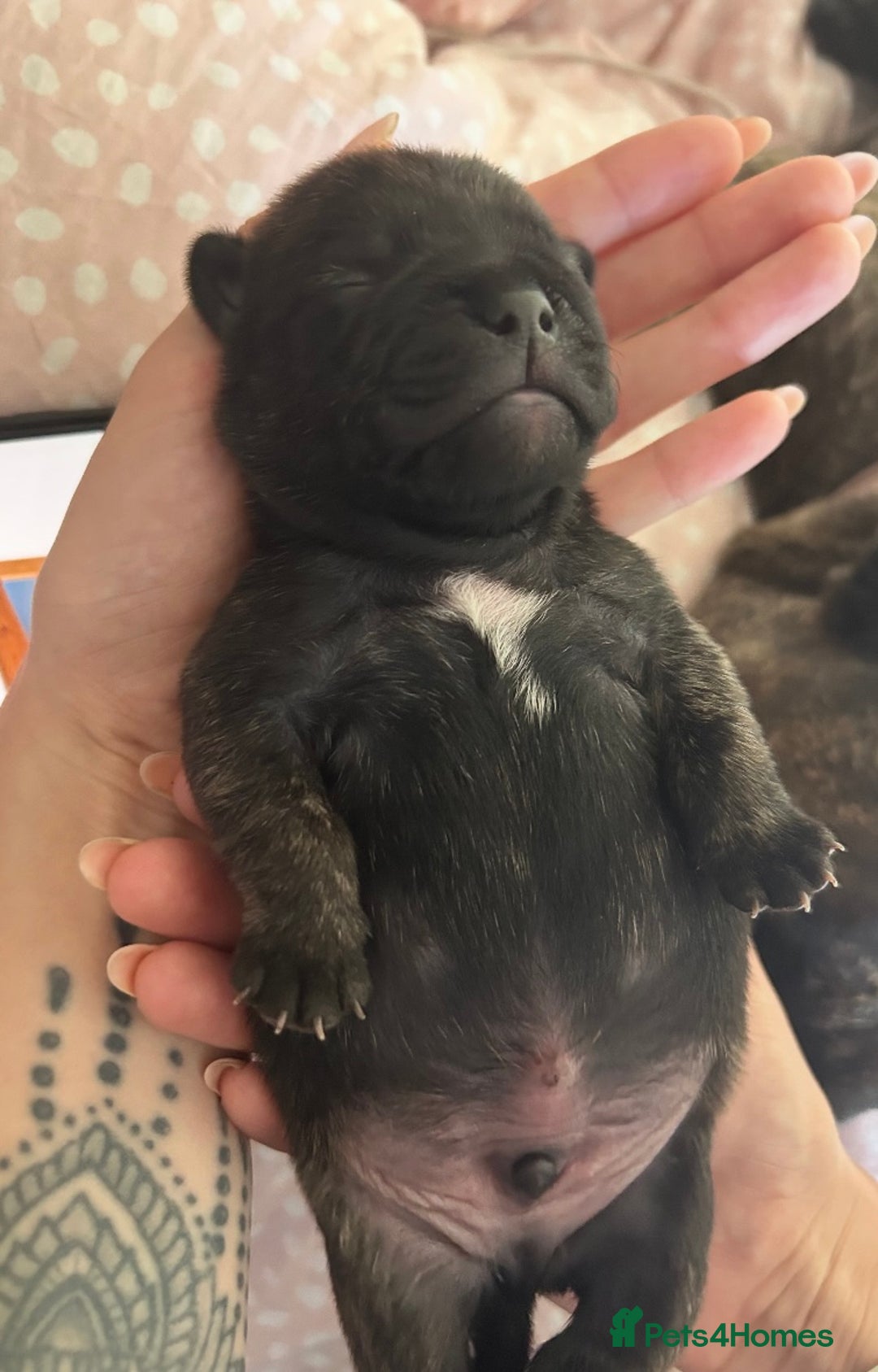 Frug dogs for sale: Two Beautiful F1 Frugs  - Image 8