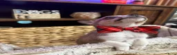 Chihuahua dogs for sale: Chihuahua puppies in Inverness - Advert 16