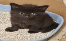 Mixed Breed cats for sale: 4 gorgerous kittens - Image 15