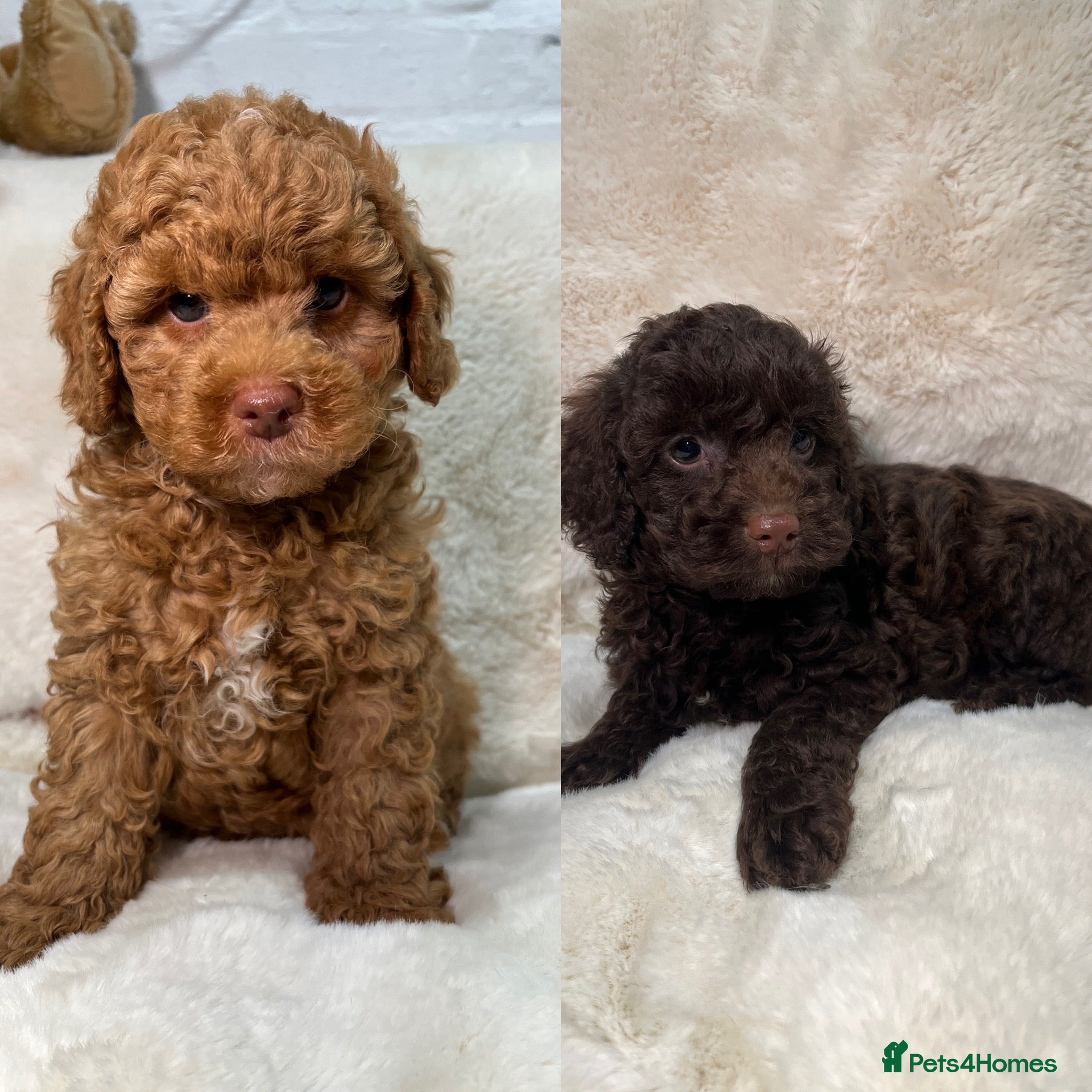 Cavapoochon dogs FOX RED & CHOCOLATE BOYS CAVAPOOCHON HEALTH TESTED - Advert 5