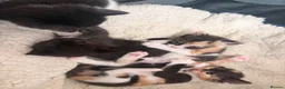 British Shorthair cats for sale: Beautiful kittens 8 weeks old  - Advert 3