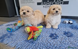 Poochon dogs for sale: 💥LAST STUNNING H/TESTED F1 POOCHON BOY READYNOW💥 - Image 12