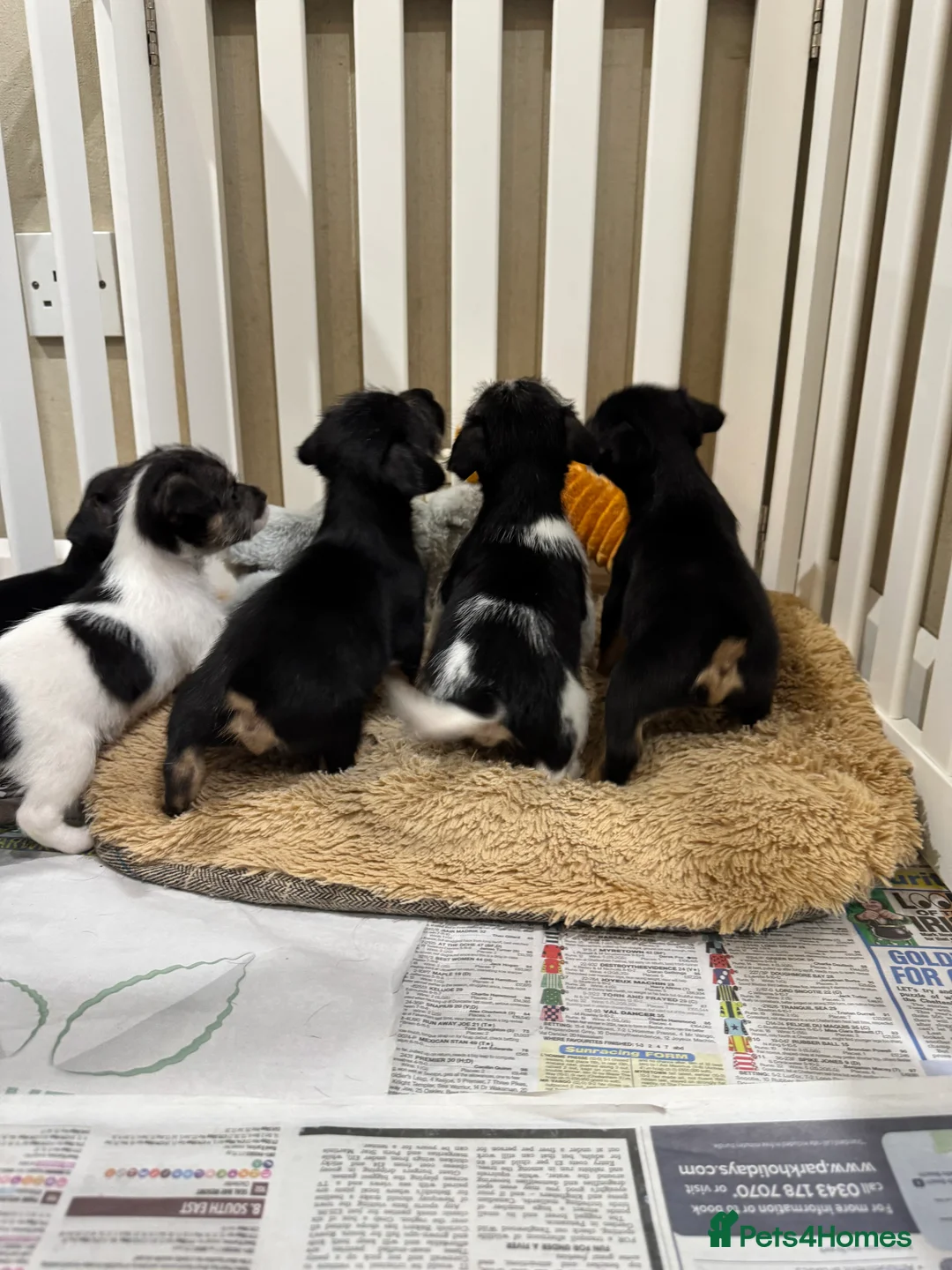 Mixed Breed dogs for sale: Norfolk terrier x Jack Russell puppies  - Advert 6