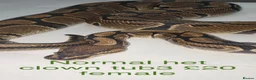 Python Snake reptiles for sale: Adult ball python's  - Advert 7