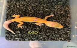Leopard Gecko reptiles for sale: Leopard geckos cb25  - Image 3
