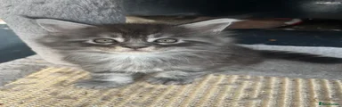 Maine Coon 2