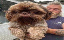 Shih Tzu dogs for sale: Imperial shih tzu - Image 1
