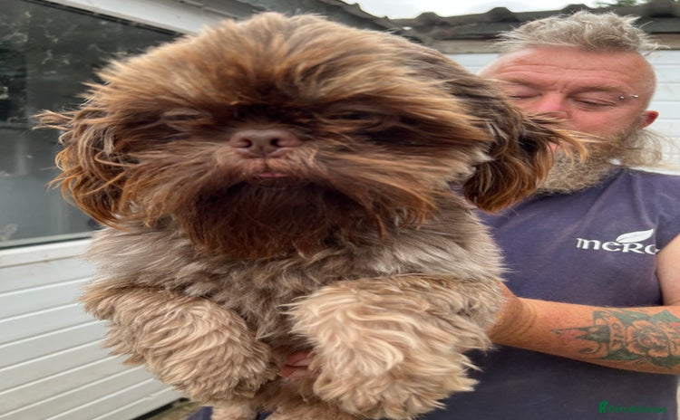 Shih Tzu dogs - Advert 4