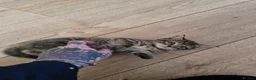 Mixed Breed cats for sale: 2 little kittens ready today in Coventry - Advert 17
