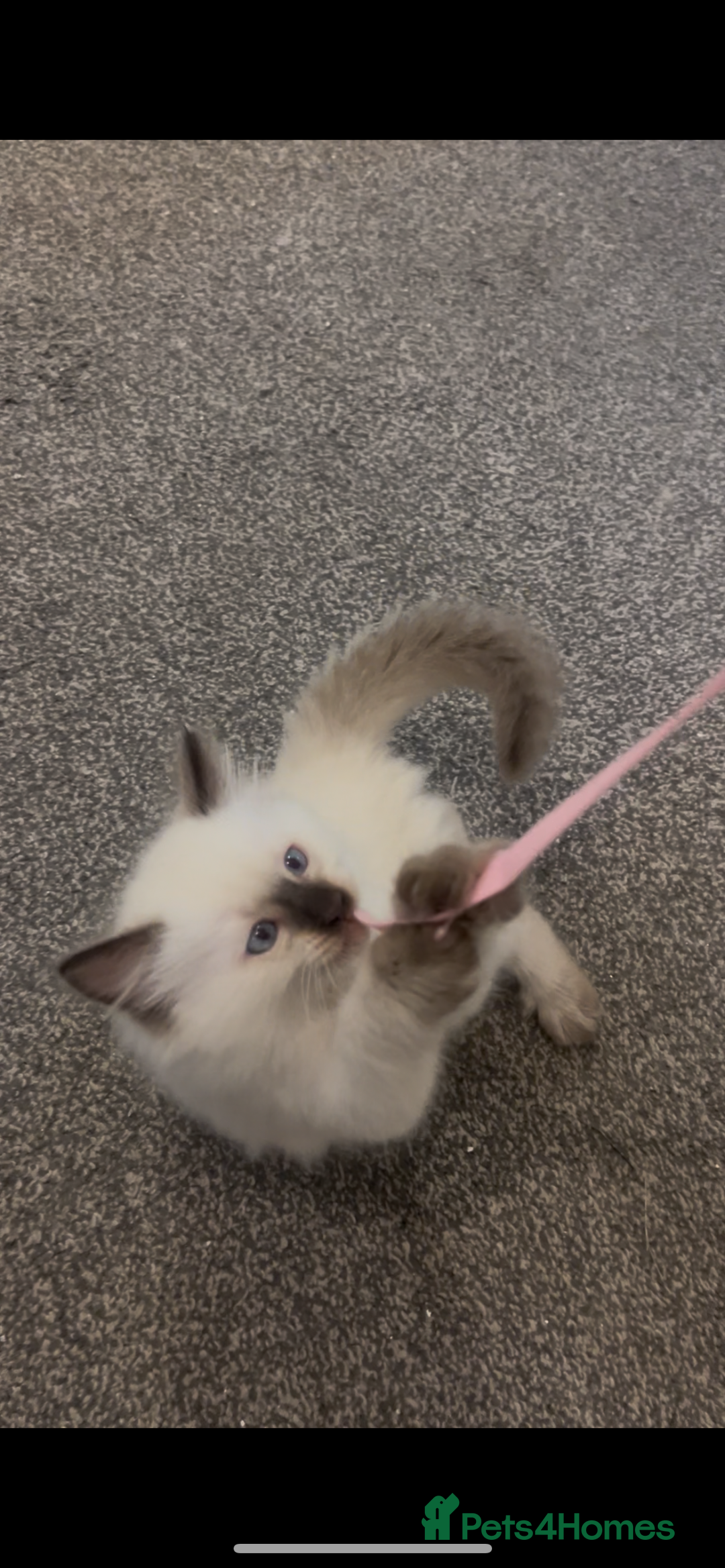 Ragdoll cats for sale: Beautiful Ragdoll kittens  - Advert 8