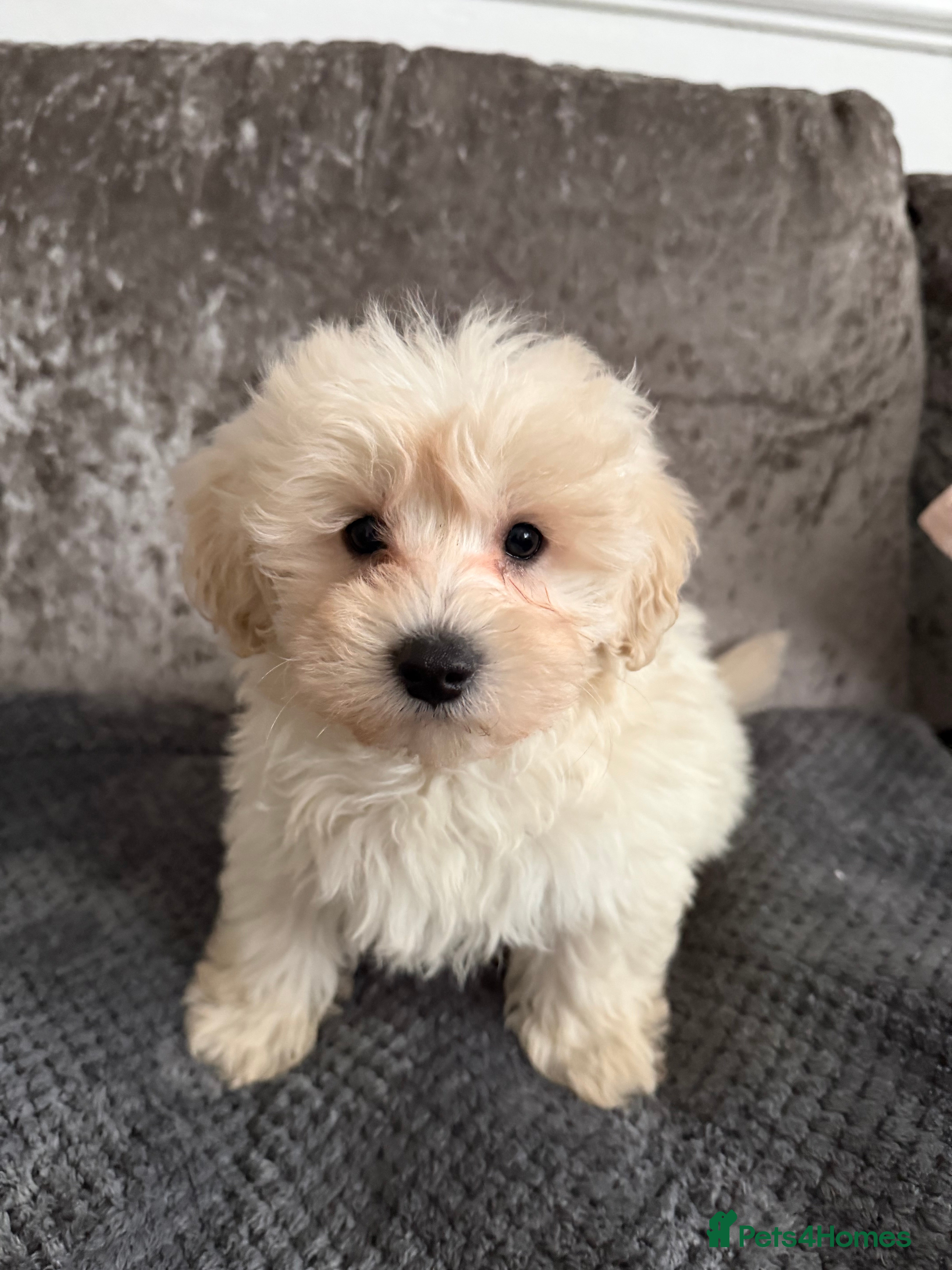 Maltipoo dogs F1 MALTIPOO PUPS - Advert 1