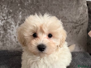 Maltipoo dogs F1 MALTIPOO PUPS - Advert 1