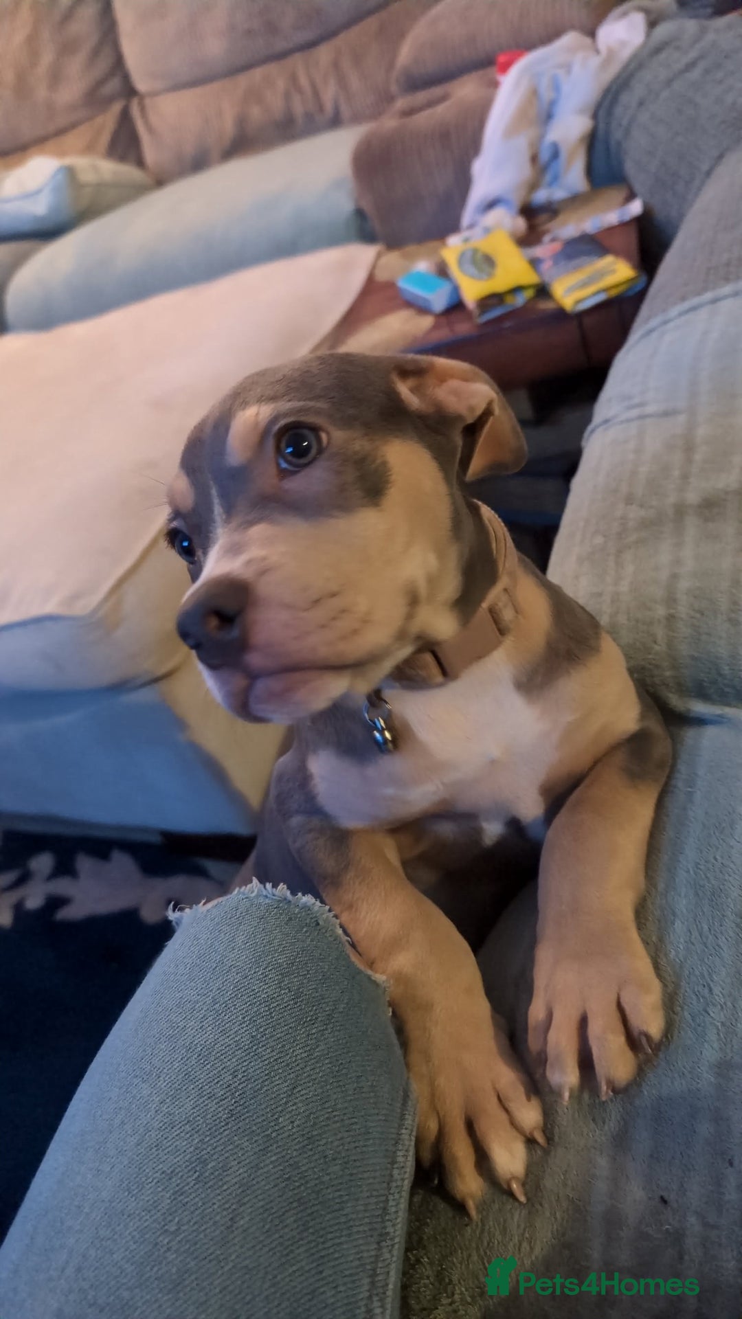 Olde English Bulldogge dogs for sale: Bruce, Hilda & Dakota offers welcome. - Advert 10