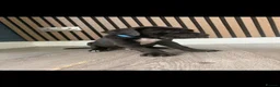 Cane Corso dogs for sale: Full Cane Corso Puppies -Blue/Grey & Black & White - Advert 8
