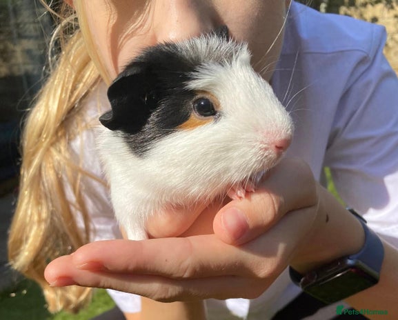 Guinea Pig rodents - Advert 1