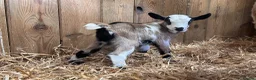 Goats livestock for sale: Pygmy Kids For Sale  - Advert 6