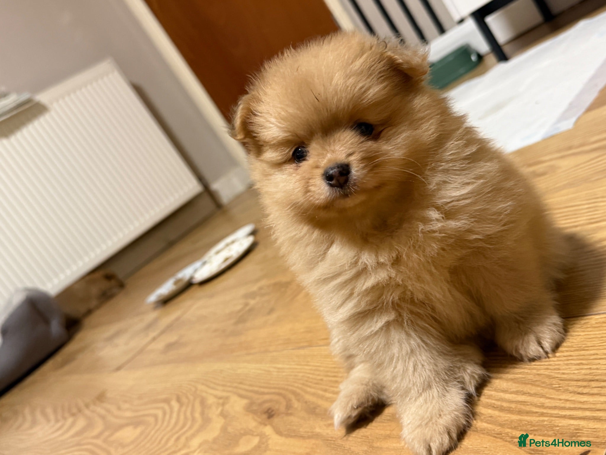 Pomeranian dogs 5weeks old Pomeranian puppies avaliable - Advert 17