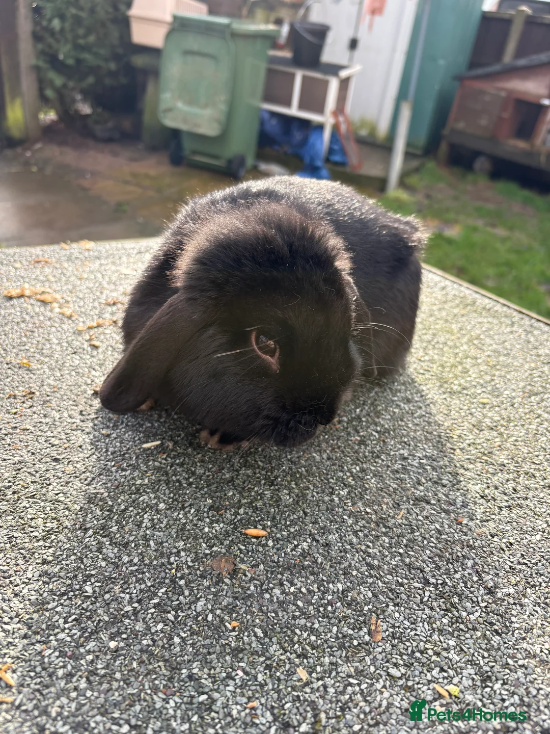 Mini Lop rabbits for sale: baby boy mini lops😍 - Advert 5