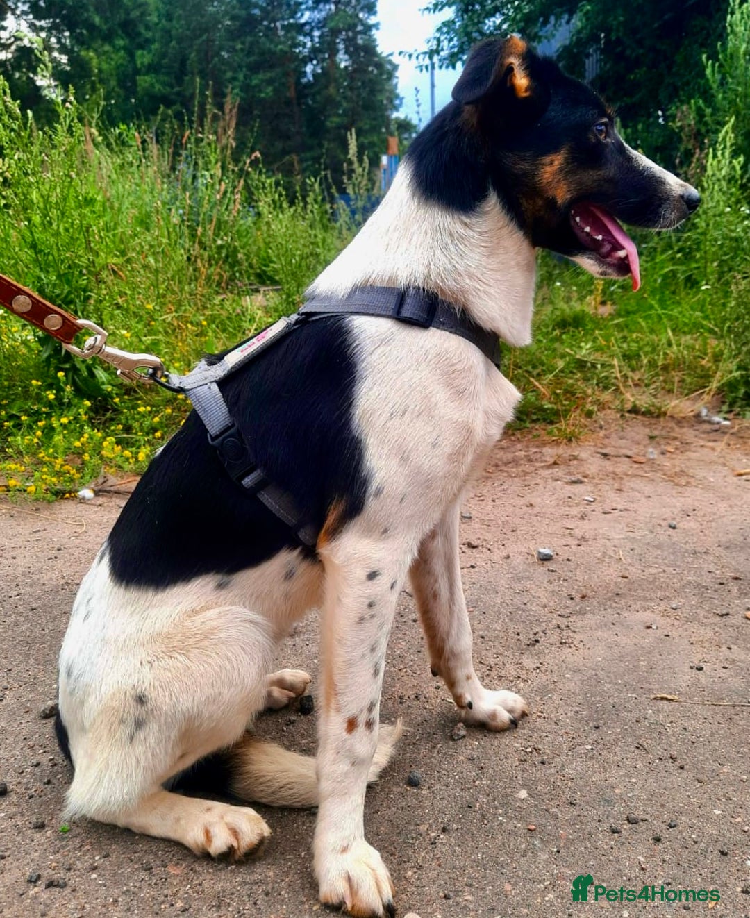 Foxhound dogs for adoption: Josie – Saved in the Final Hour - Image 3