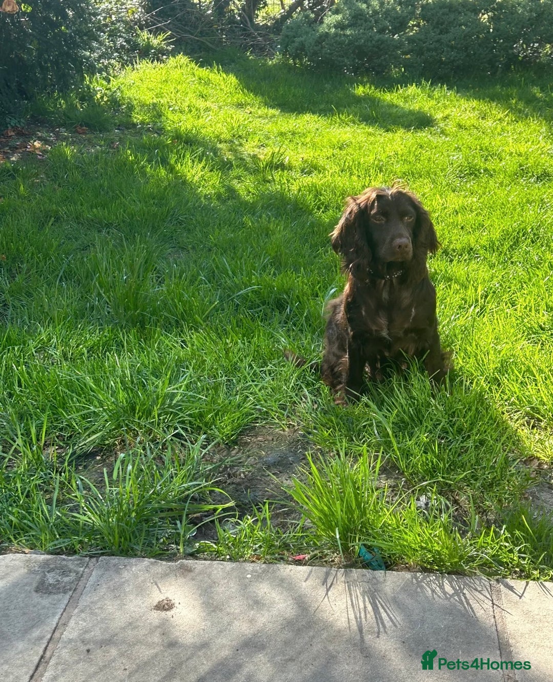 Cocker Spaniel dogs for sale: Health tested cocker spaniel puppies  - Image 7