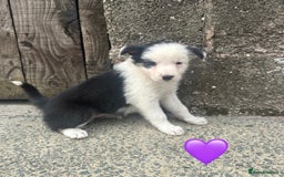 Border Collie dogs for sale: Border Collie Puppies  - Image 7