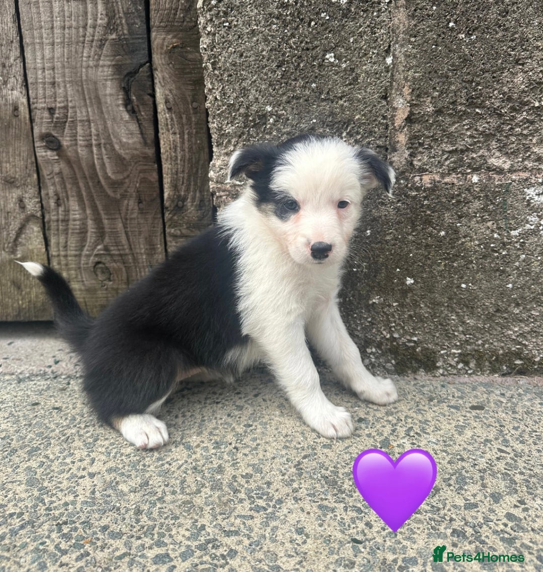 Border Collie dogs for sale: Border Collie Puppies  - Image 7