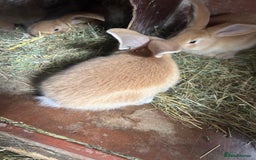Continental Giant rabbits for sale: Yellow Continental Giant Kits. Ready to RESERVE - Image 11