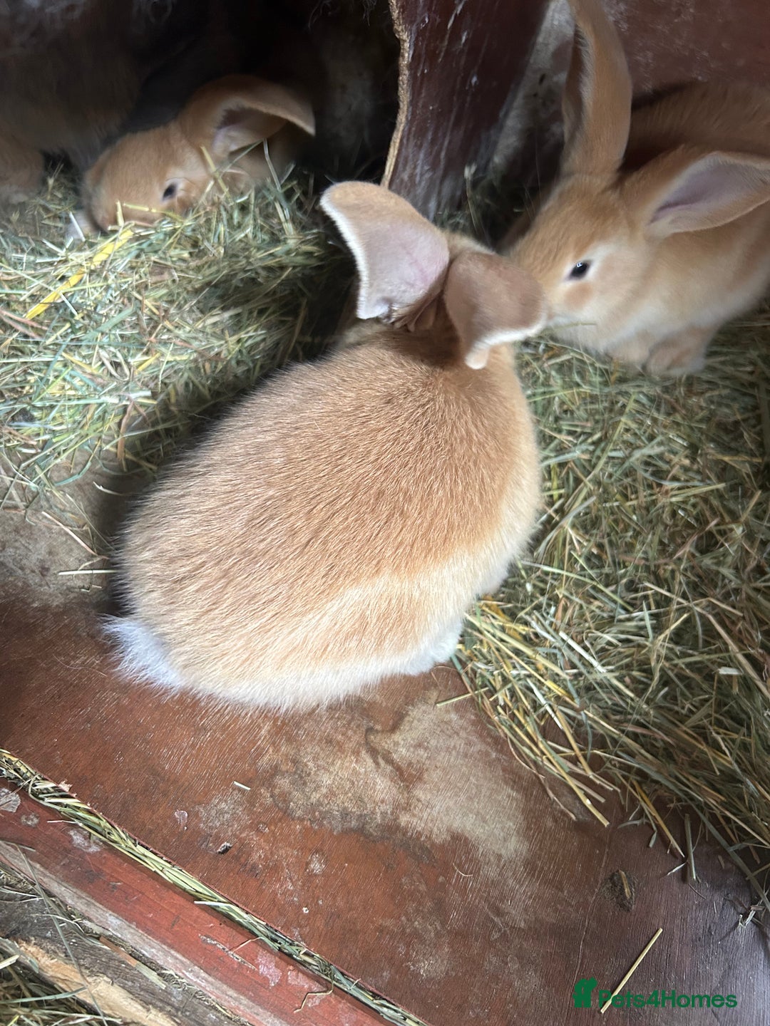 Continental Giant rabbits for sale: Yellow Continental Giant Kits. Ready to RESERVE - Image 11