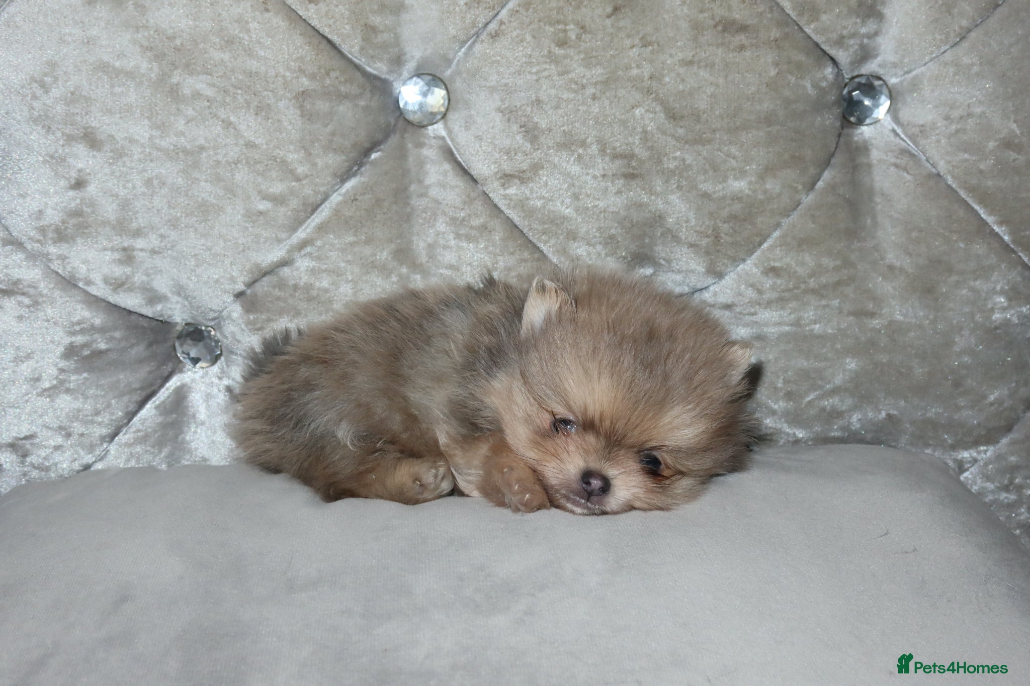 Pomeranian dogs Mini Pomeranian Puppies KCRegistered Milton Keynes - Advert 7