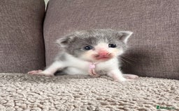 Mixed Breed cats for sale: Kittens for Sale - Image 2