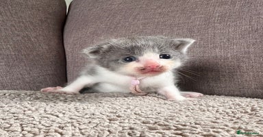 Mixed Breed cats - Advert 9