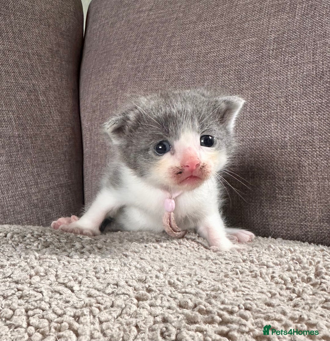 Mixed Breed cats for sale: Kittens for Sale - Image 2