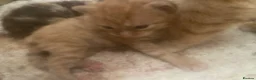 Mixed Breed cats for sale: Beautiful kittens - Advert 3